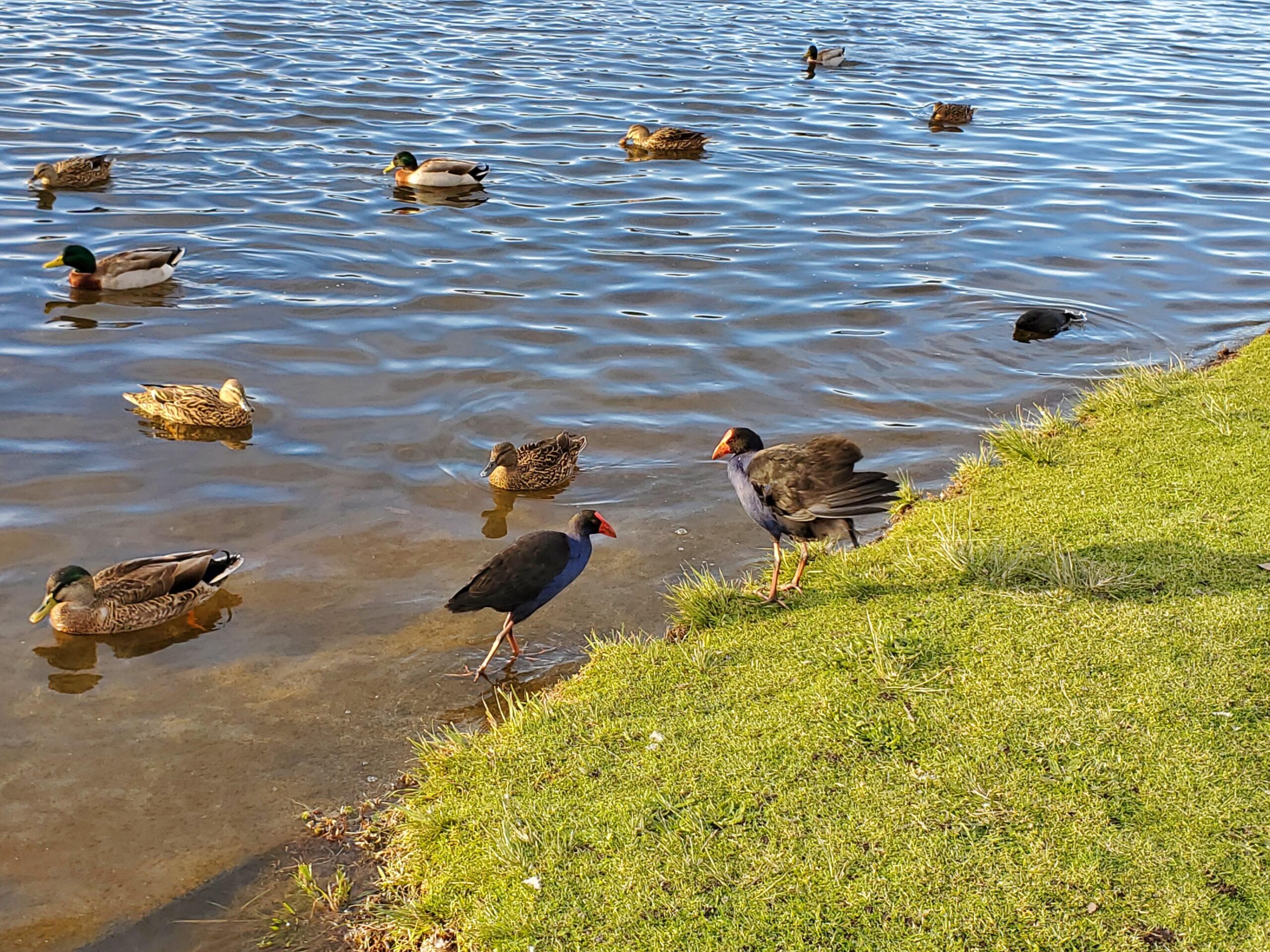 A bunch of ducks a and a couple Pukeko at the lake