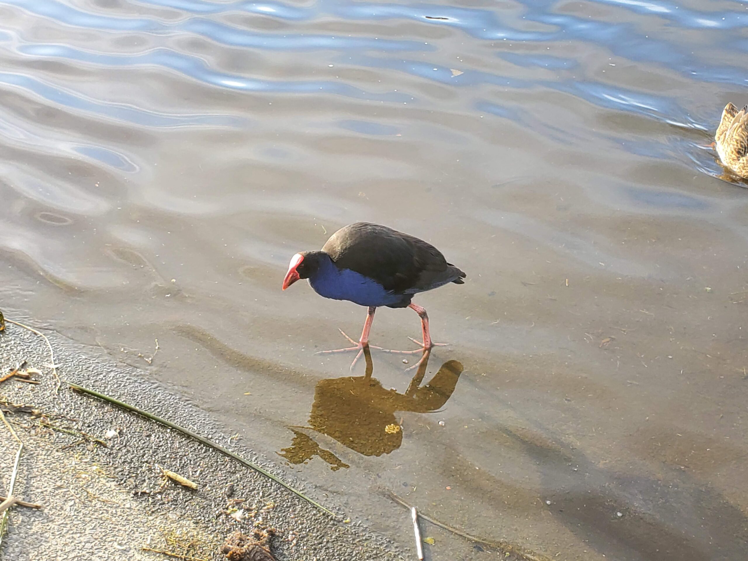 A Pukeko wading along the edge of the lake