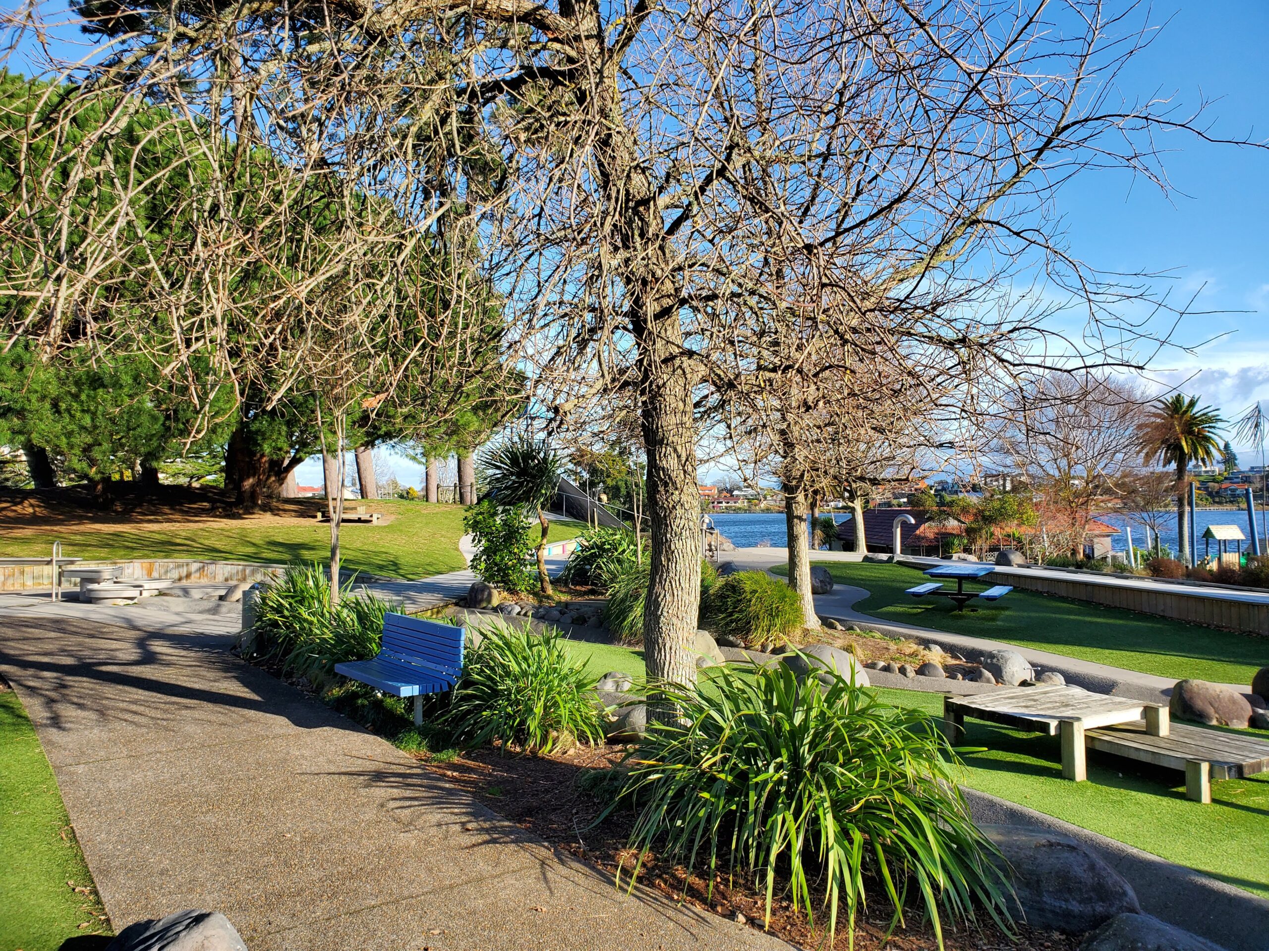 Trees at the Lake Domain Playground