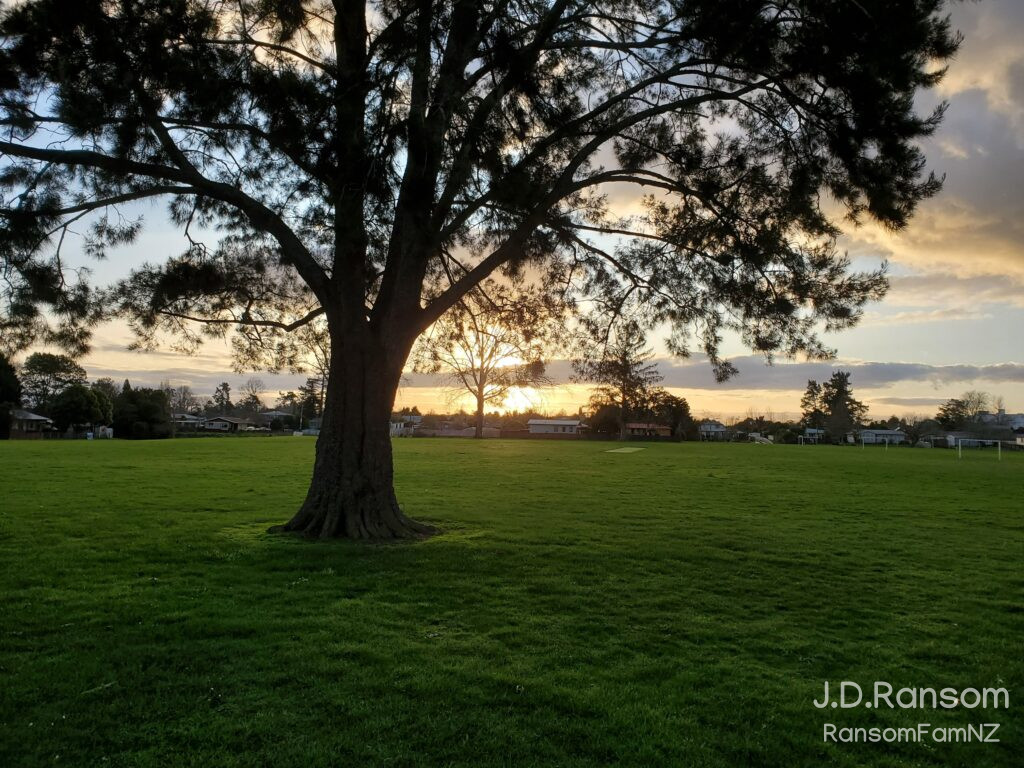 Glenview Park tree with setting sun