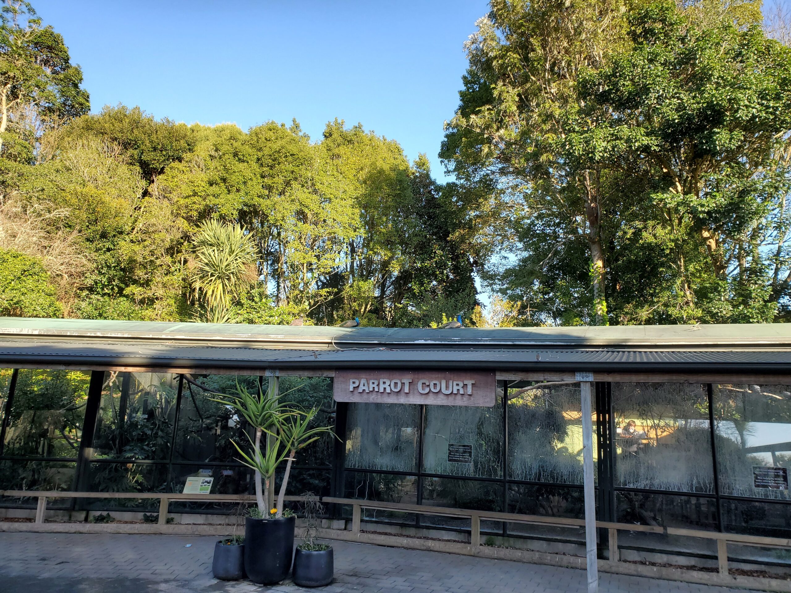 Hamilton Zoo Parrot Court