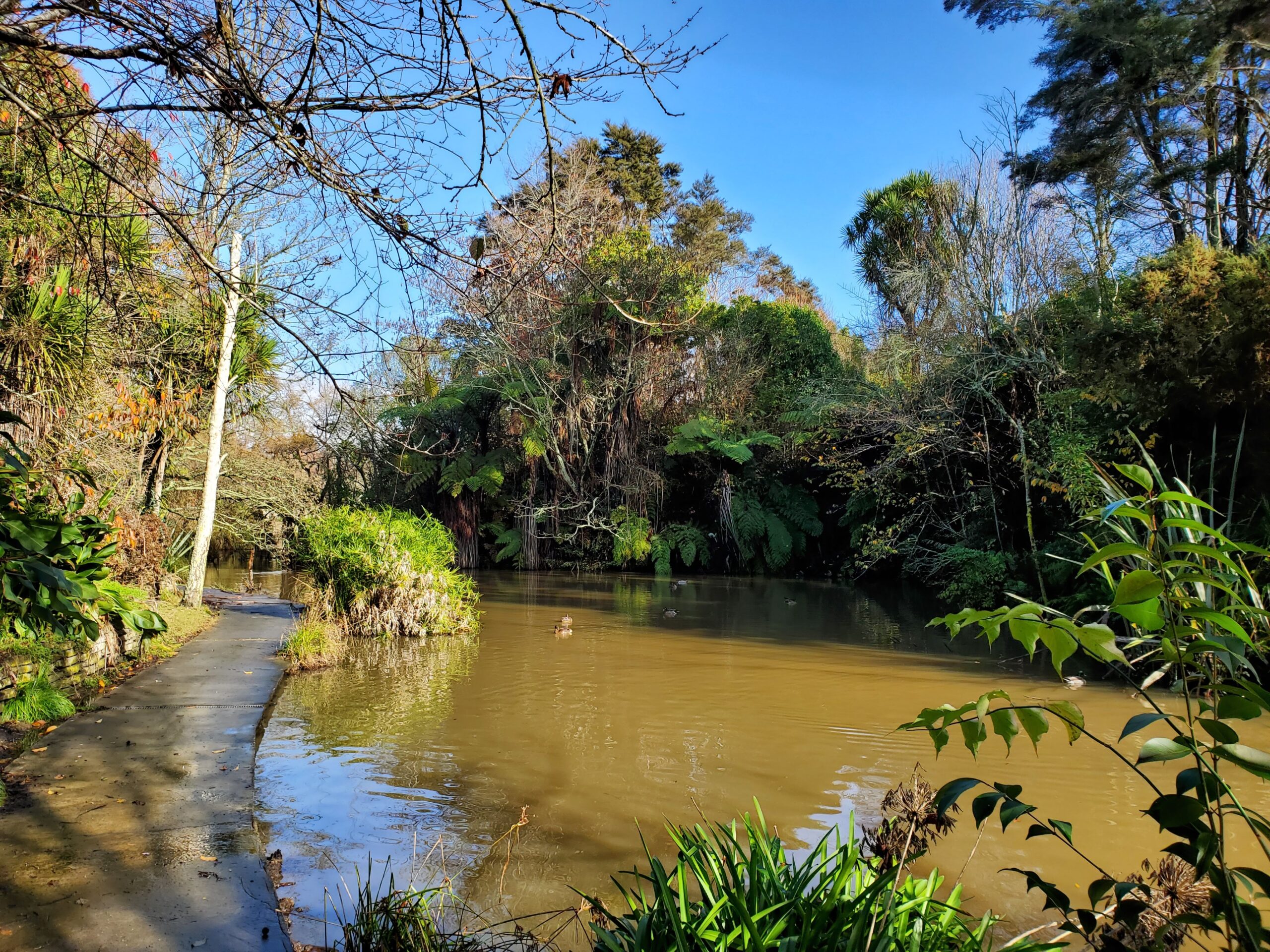 Shaw's Bird Park pond with ducks